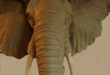 1Elephant 6